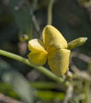 Hairy cowpea